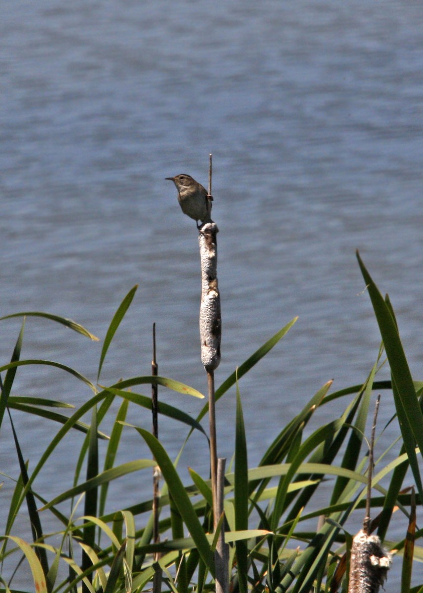 Marsh Wren - William Clark