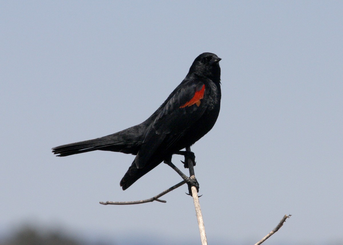 Red-winged Blackbird - William Clark