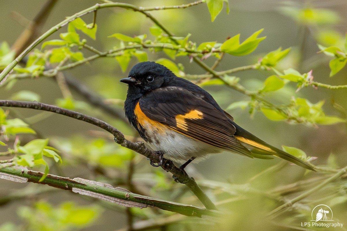 American Redstart - Laurie Pocher