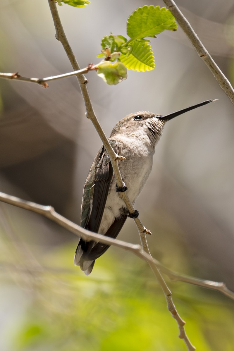 Black-chinned Hummingbird - Peggy Cadigan