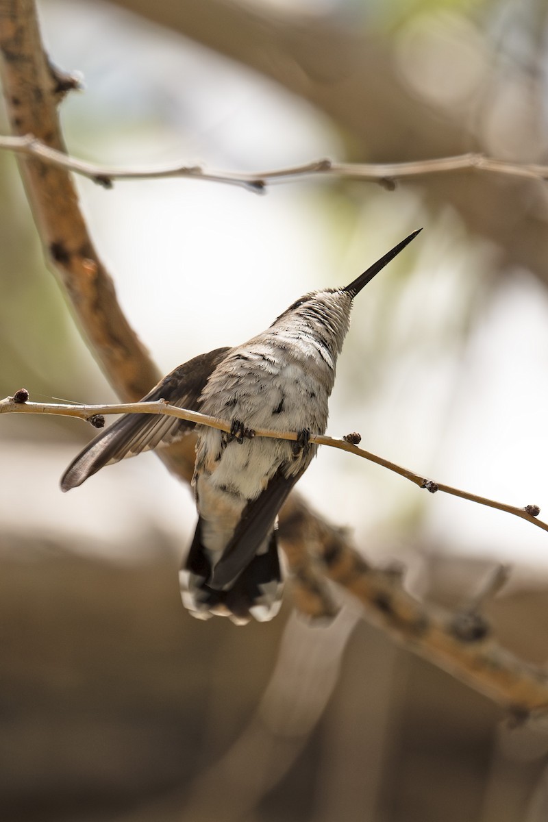 Black-chinned Hummingbird - Peggy Cadigan
