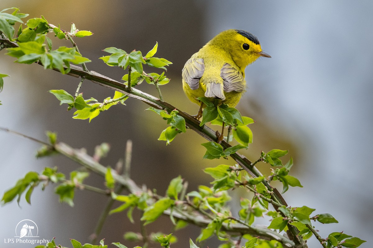 Wilson's Warbler - Laurie Pocher