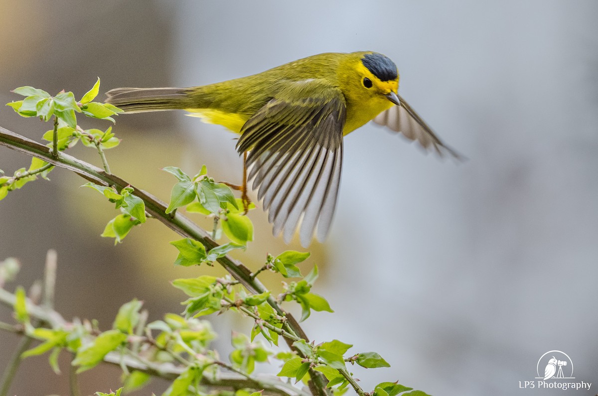 Wilson's Warbler - Laurie Pocher