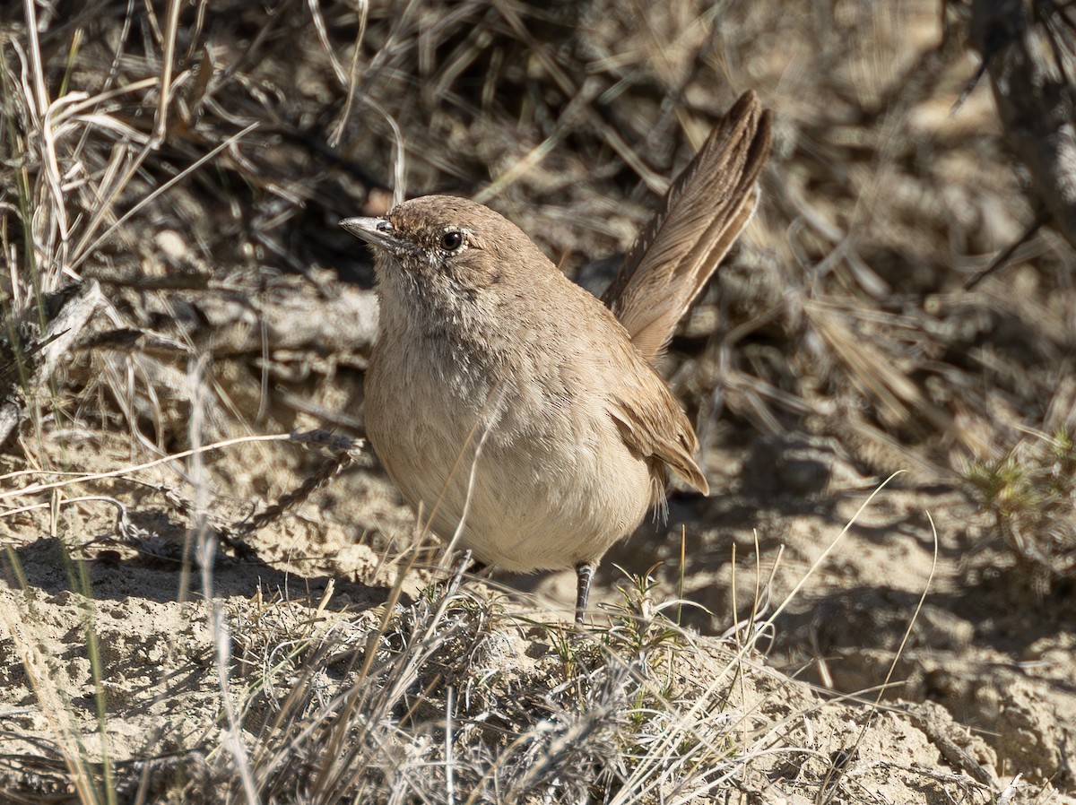 Fahltapaculo - ML619112954