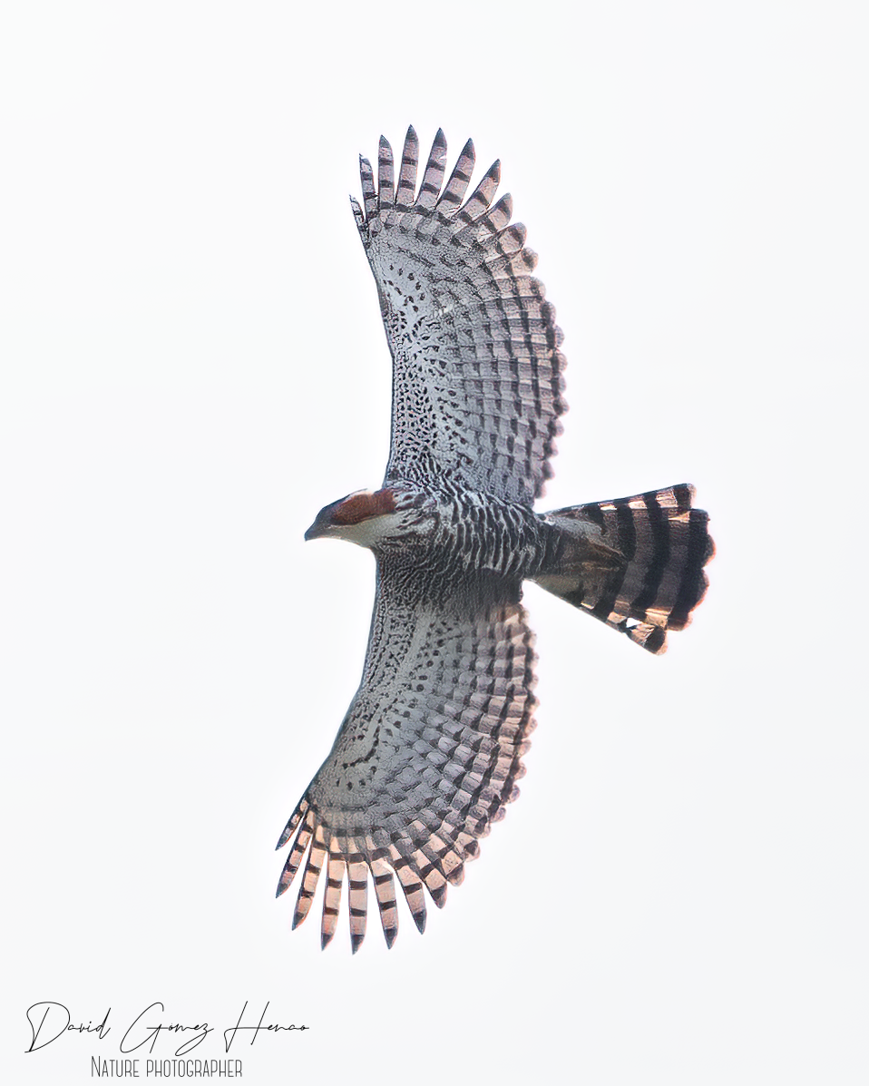 Ornate Hawk-Eagle - David Gómez henao