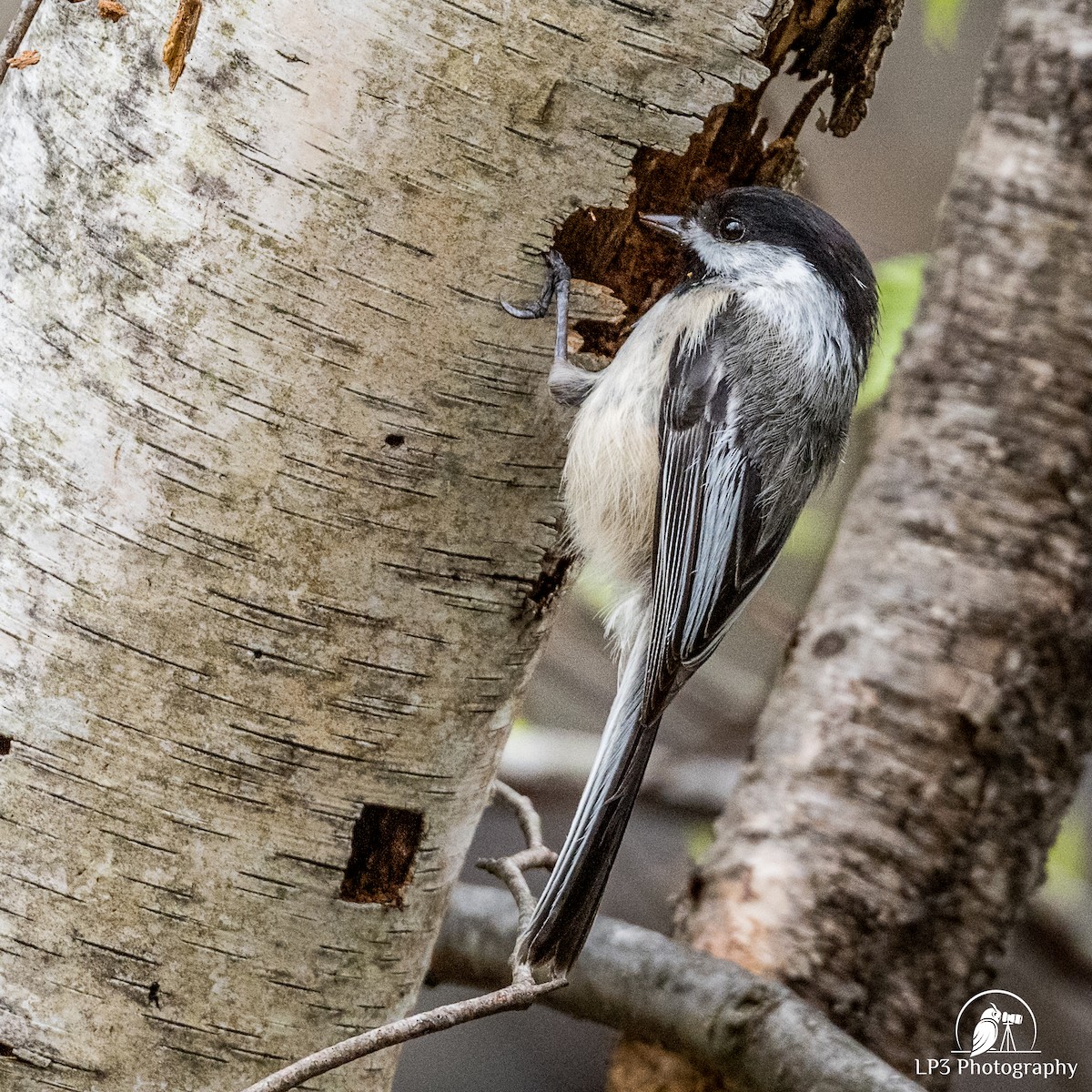 Black-capped Chickadee - Laurie Pocher