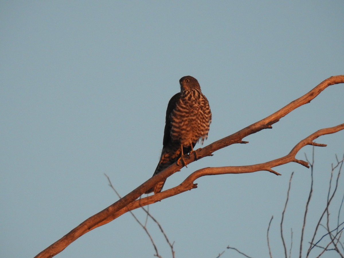 Collared Sparrowhawk - Chanith Wijeratne