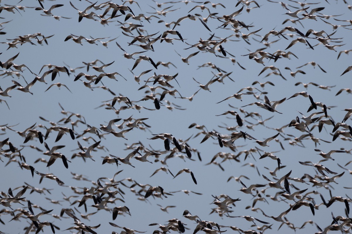 American Avocet - Daniel Griffith