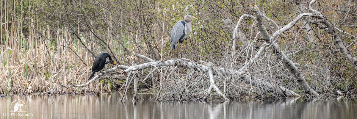 Great Blue Heron - Laurie Pocher