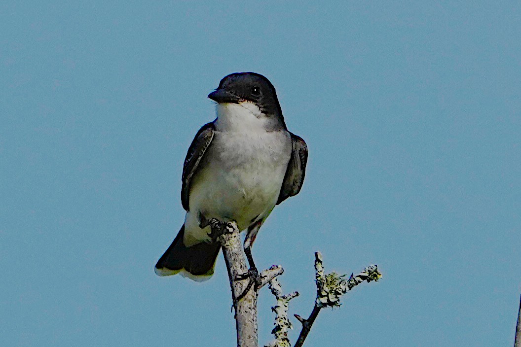 Eastern Kingbird - ML619112984