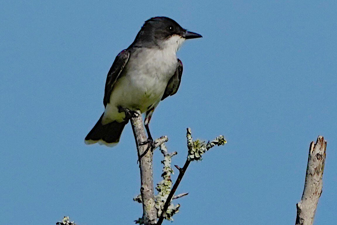 Eastern Kingbird - ML619112985