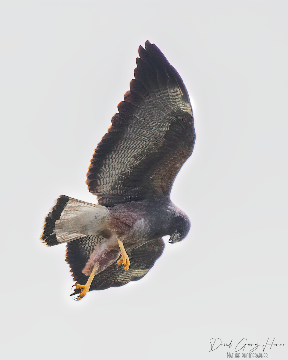 White-tailed Hawk - David Gómez henao