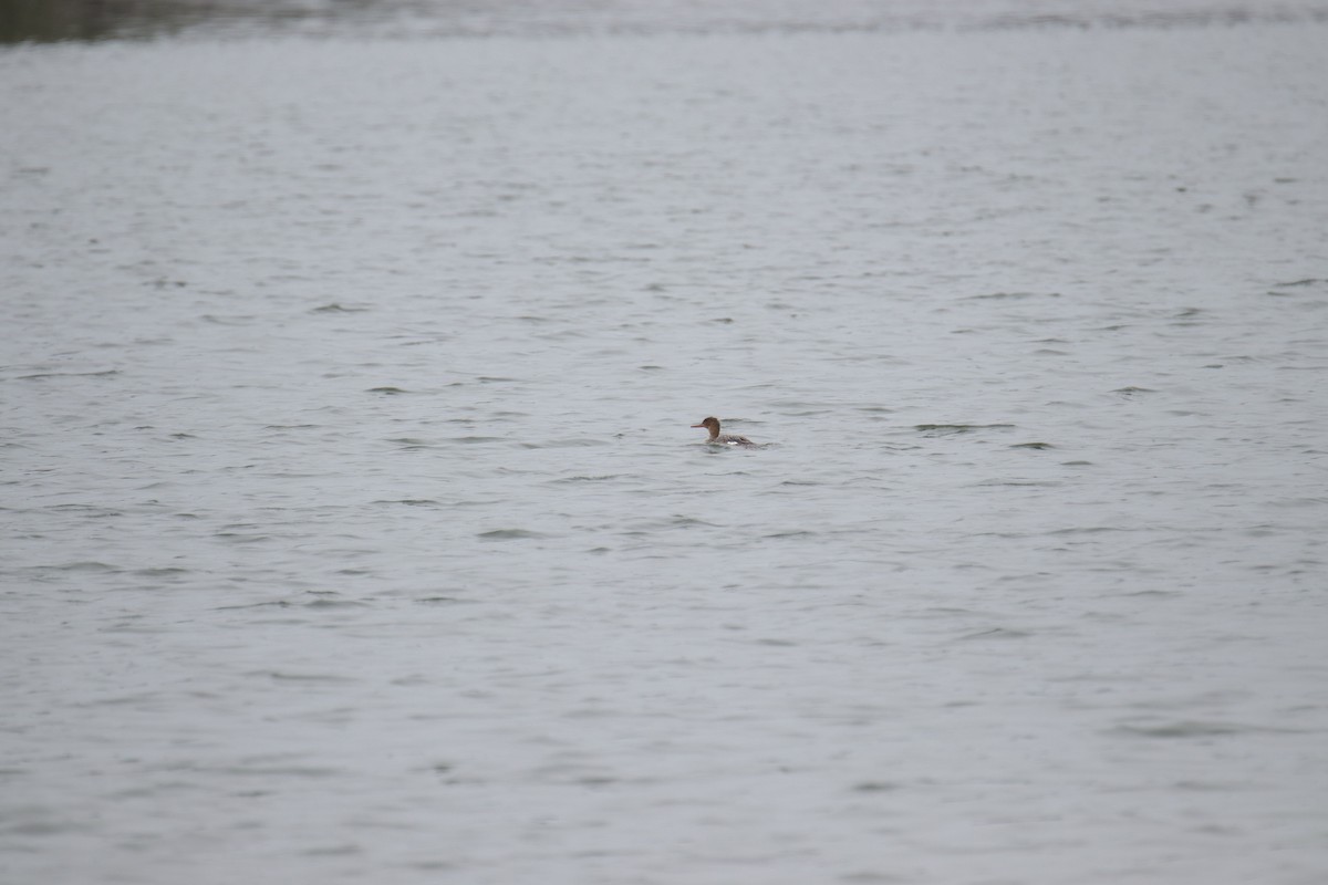 Red-breasted Merganser - Toby Fowler