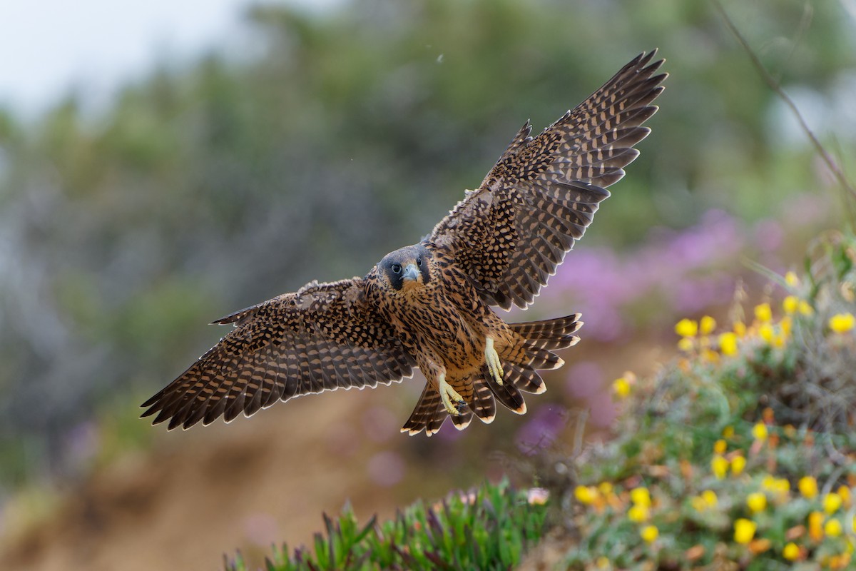 Peregrine Falcon - Jonathan Casanova