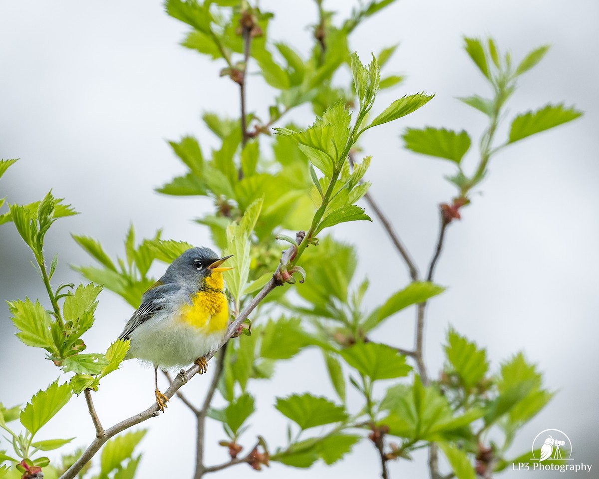 Northern Parula - Laurie Pocher
