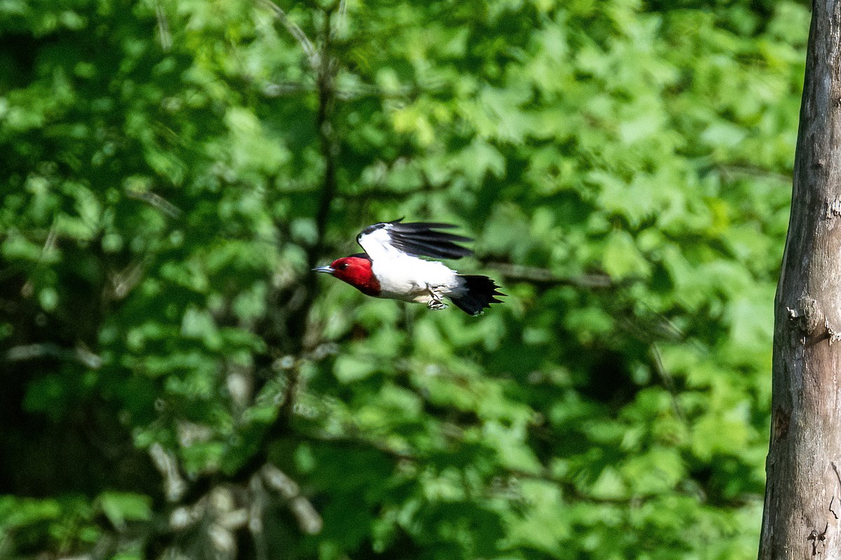 Red-headed Woodpecker - Ryan Hines