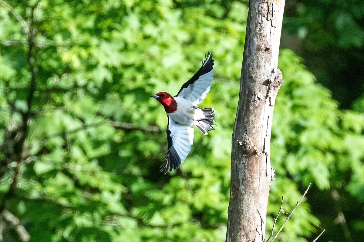 Red-headed Woodpecker - Ryan Hines