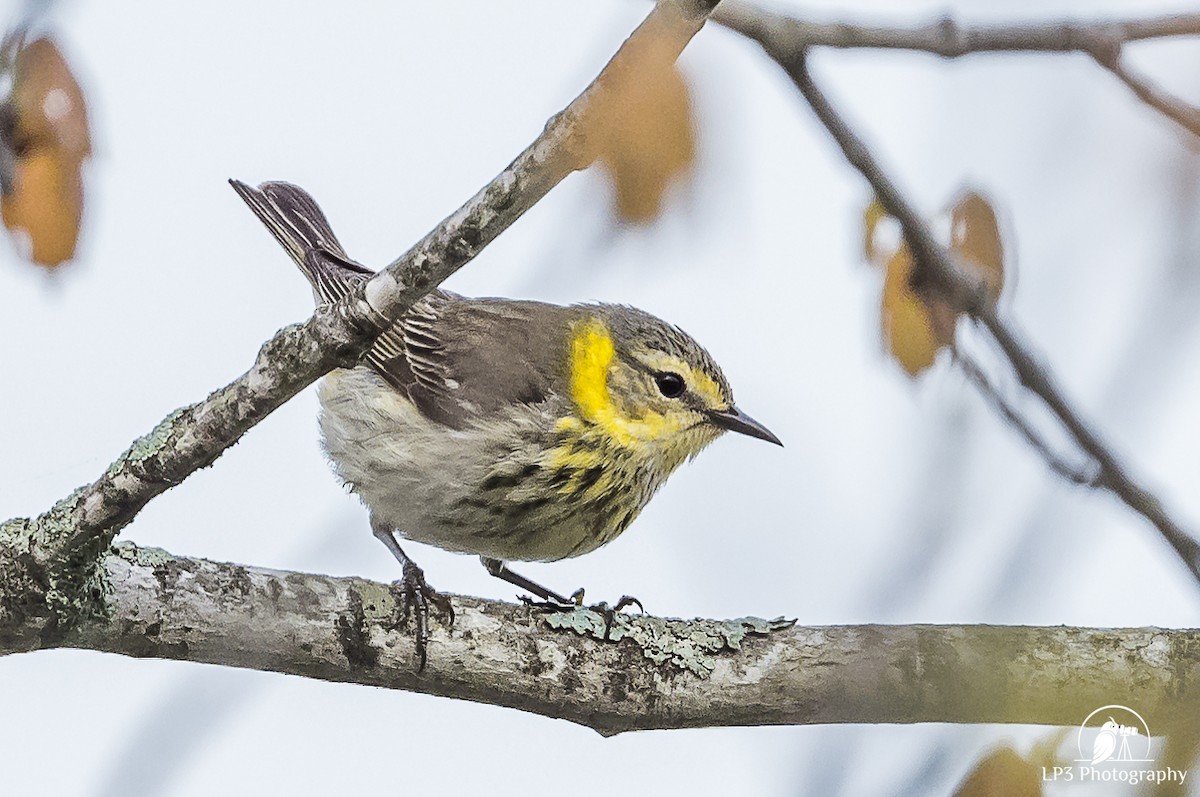 Cape May Warbler - Laurie Pocher