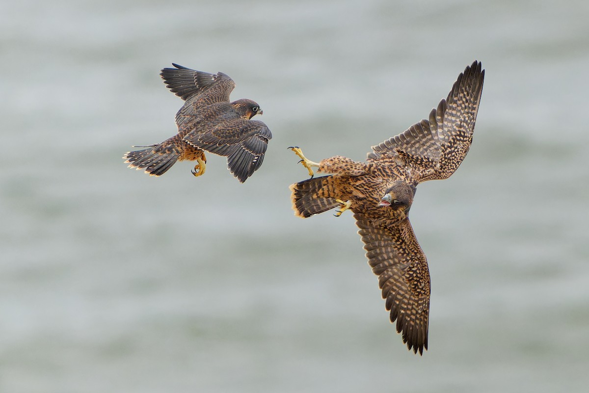 Peregrine Falcon - Jonathan Casanova