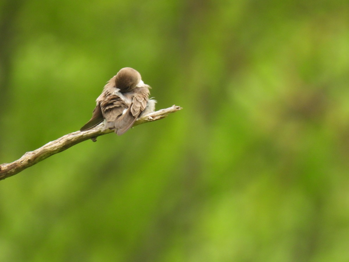 Northern Rough-winged Swallow - Sue Bernstein