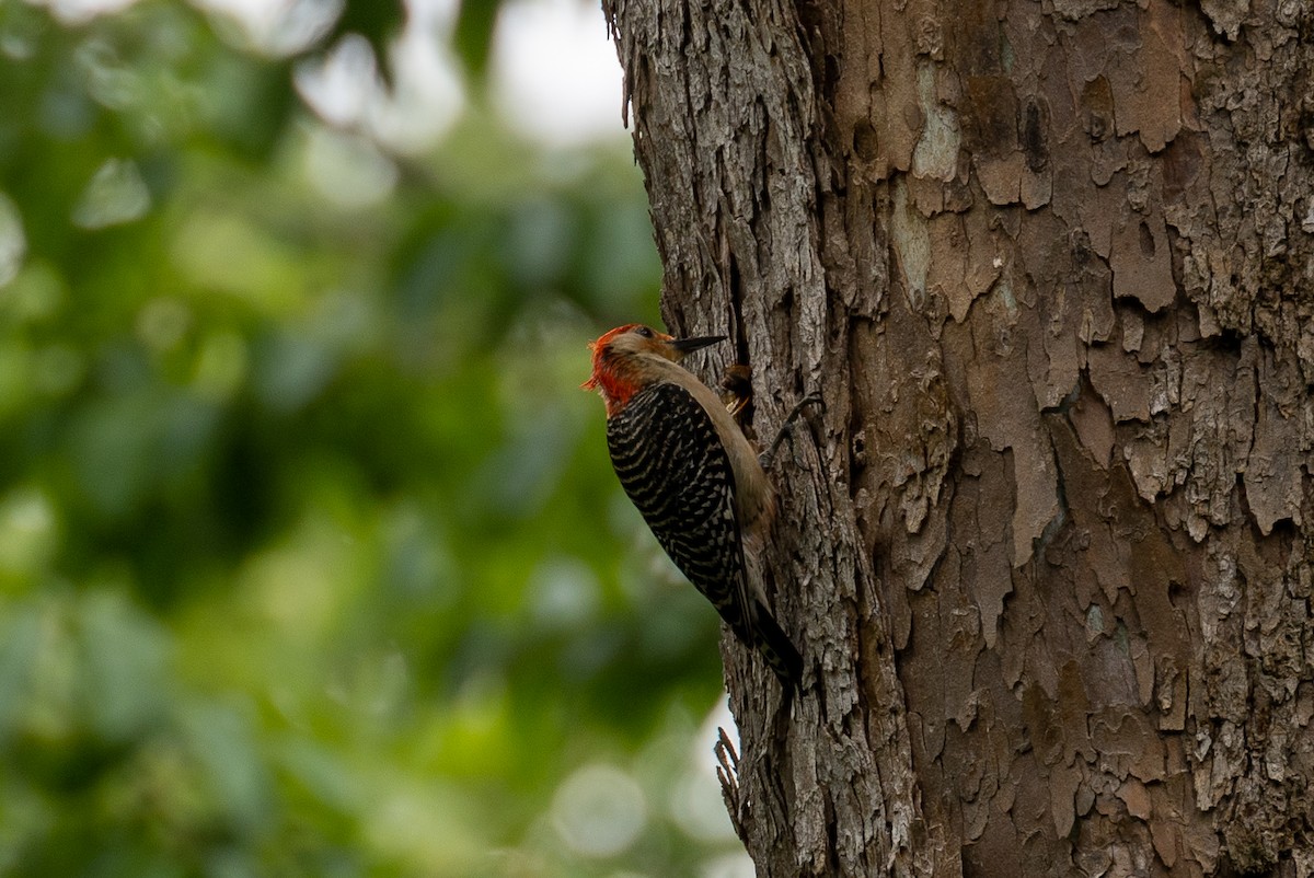 Red-bellied Woodpecker - Ryan Hines