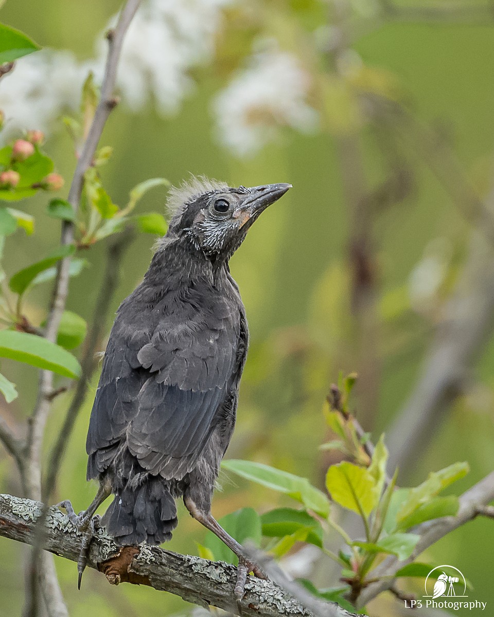 Common Grackle - Laurie Pocher