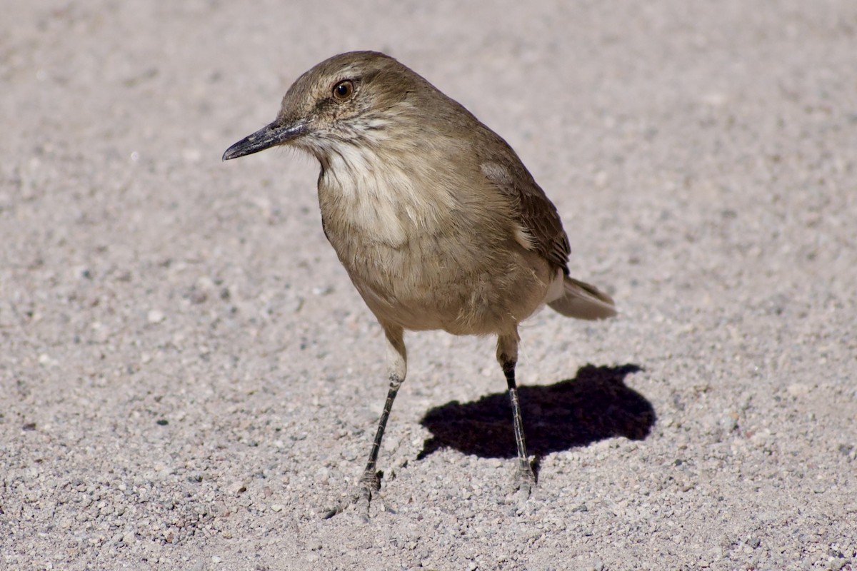 Black-billed Shrike-Tyrant - Eduardo Sanhueza Mendez