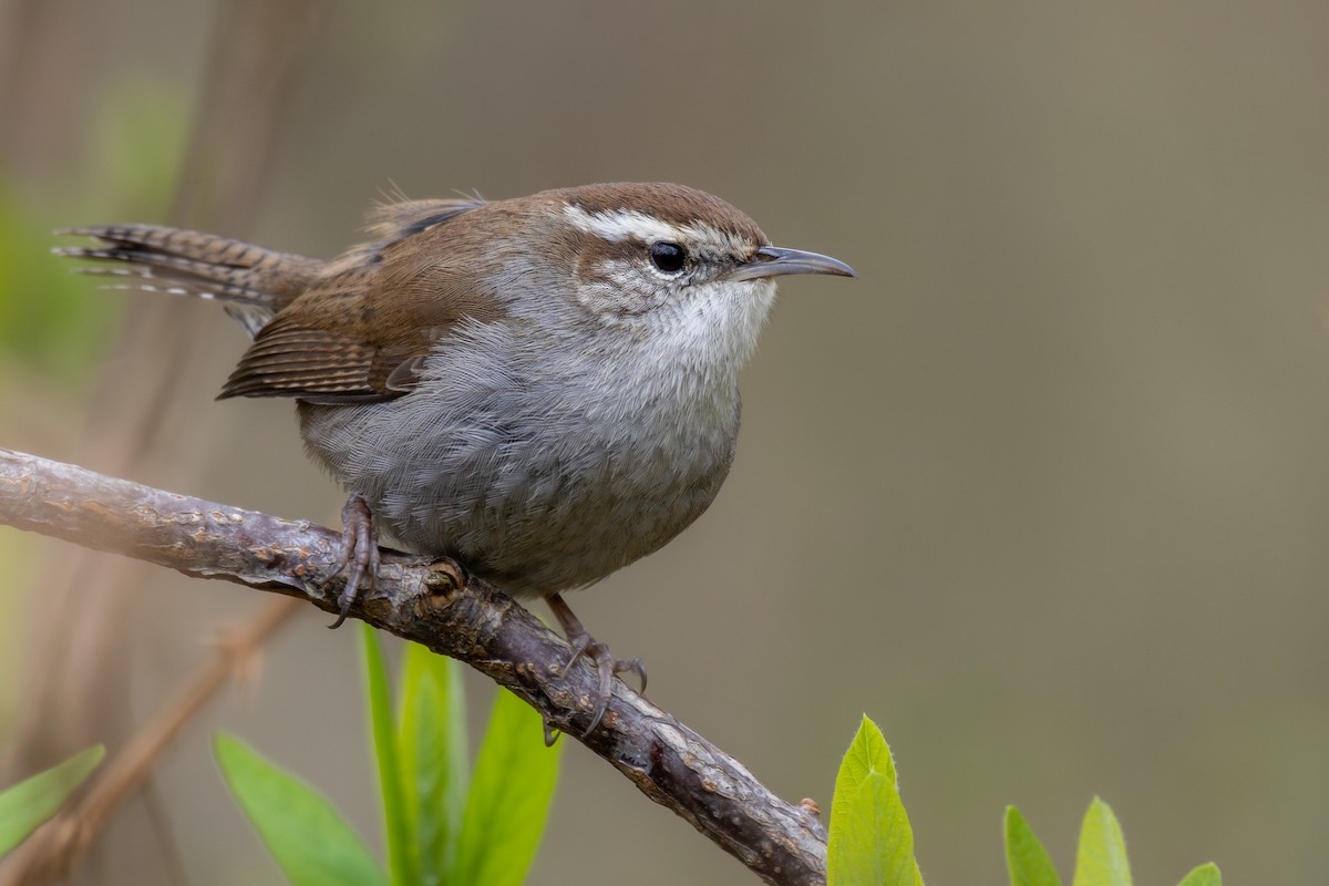 Bewick's Wren - Rain Saulnier