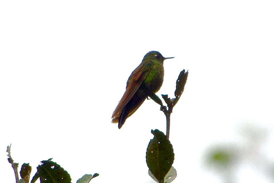 Coppery Metaltail - Frances Oliver