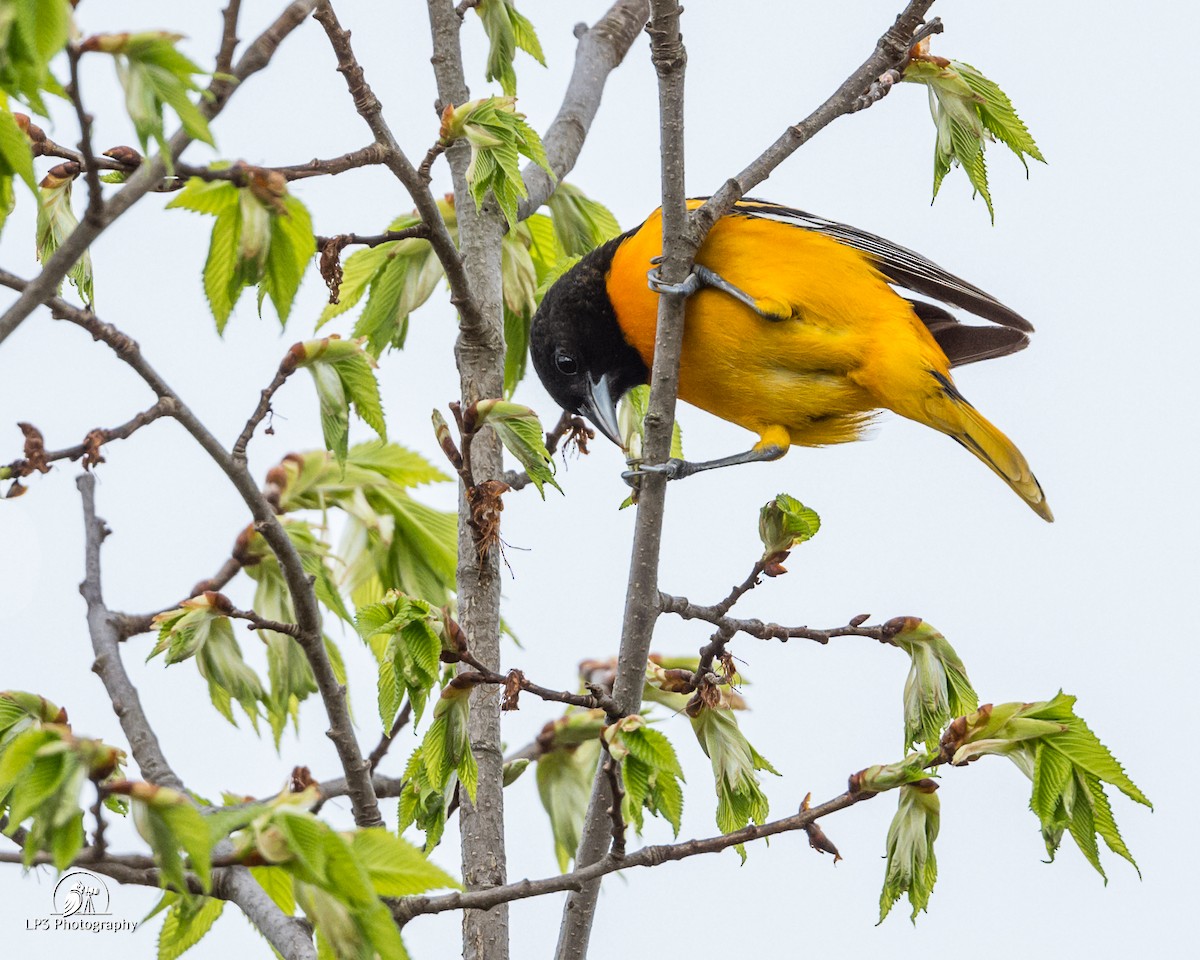 Baltimore Oriole - ML619113095