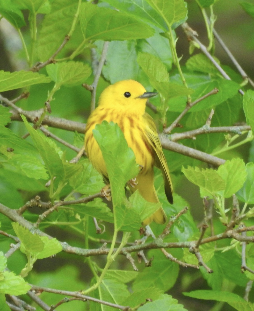 Yellow Warbler - Robert Mills