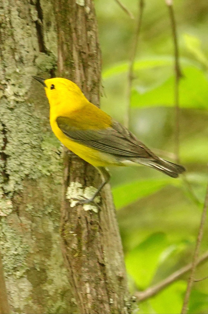 Prothonotary Warbler - ML619113111