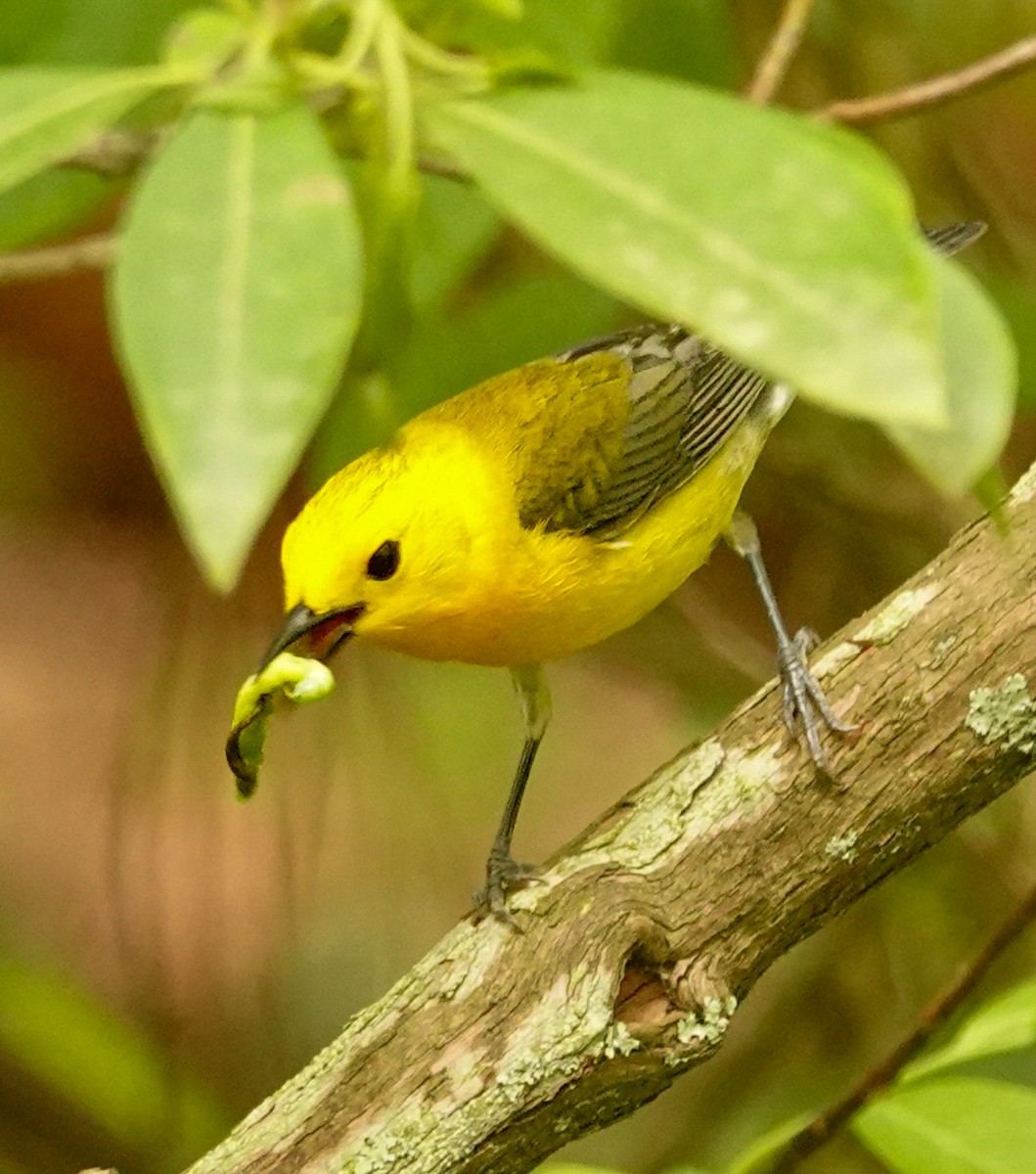 Prothonotary Warbler - ML619113112