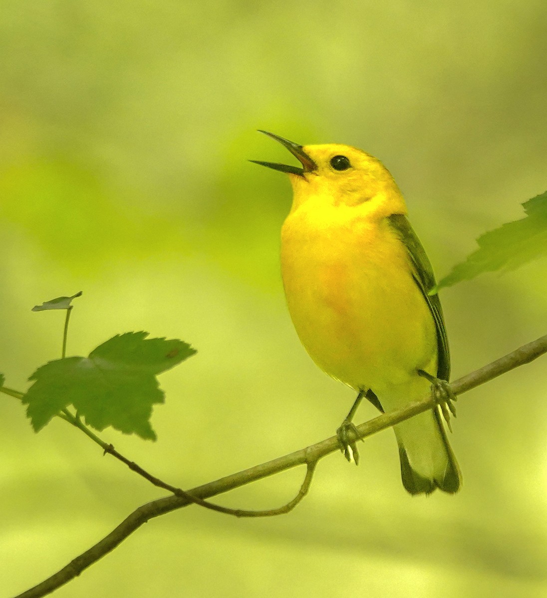 Prothonotary Warbler - Kathleen Horn