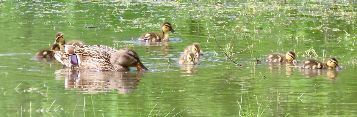 Mallard - Randy Shonkwiler