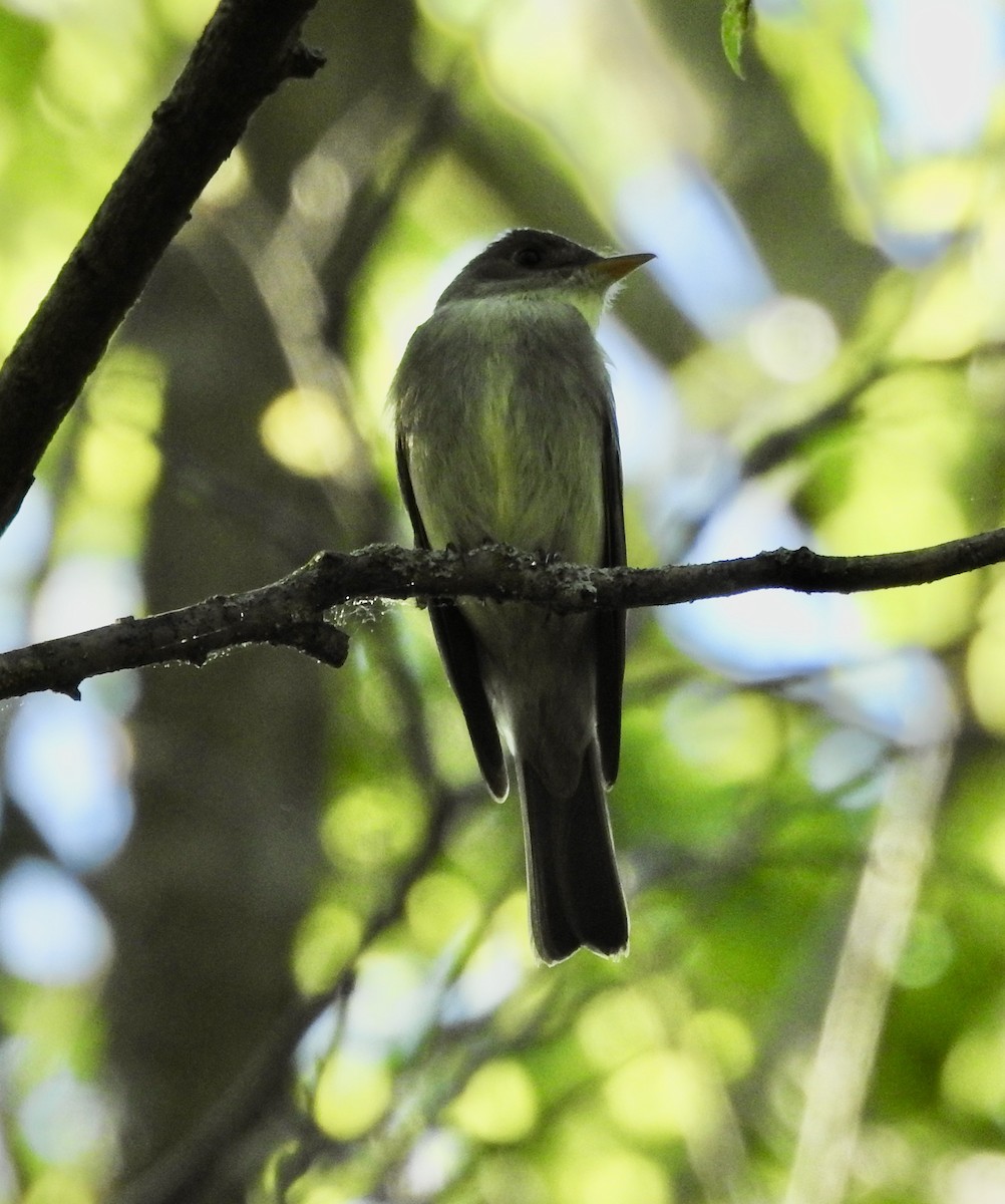 Eastern Wood-Pewee - Robert Mills