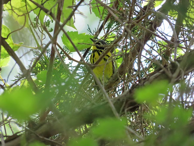 Magnolia Warbler - Nancy Anderson