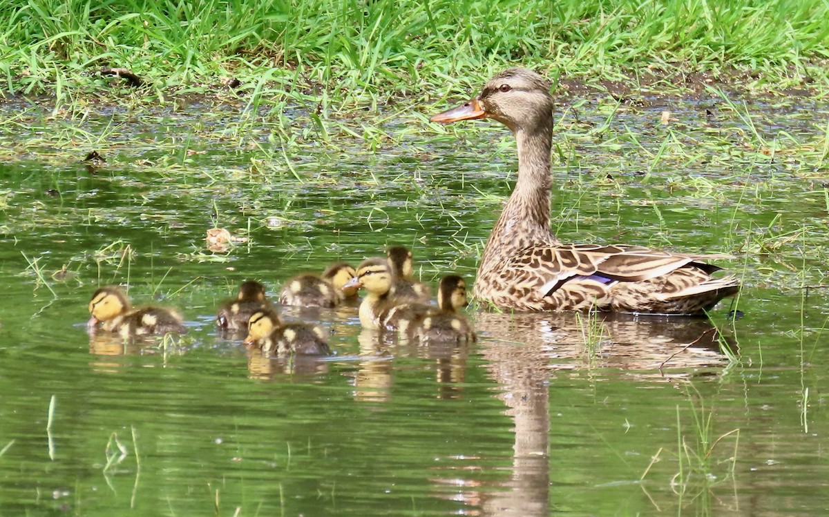 Mallard - Randy Shonkwiler