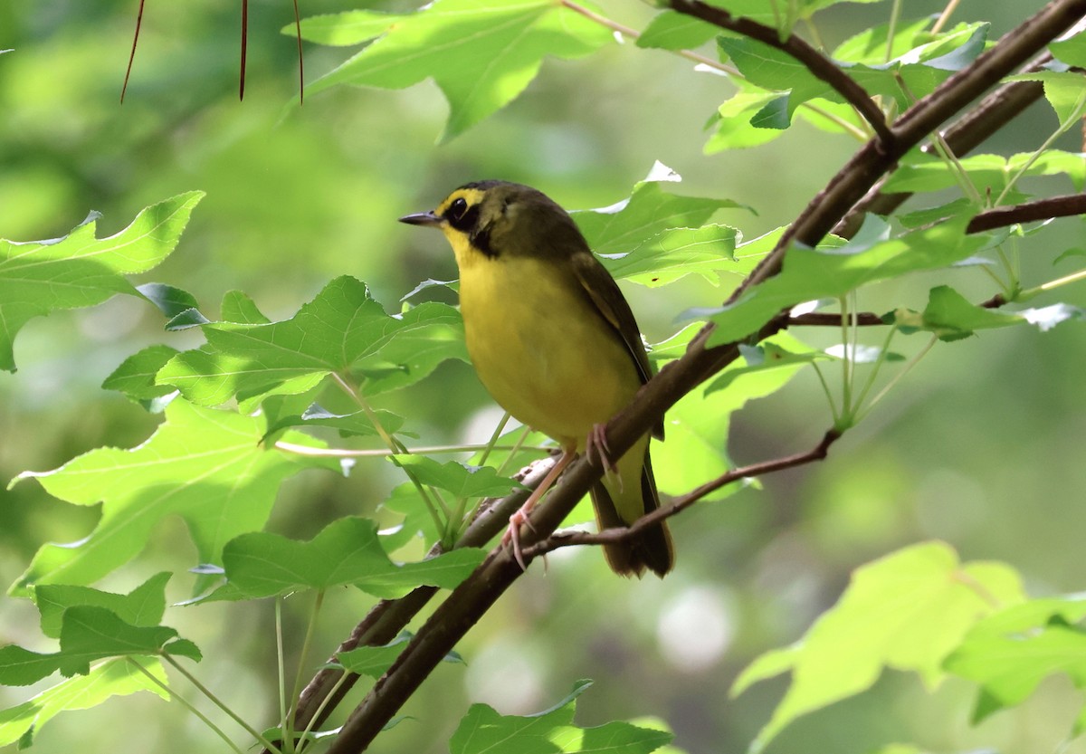 Kentucky Warbler - John Drummond