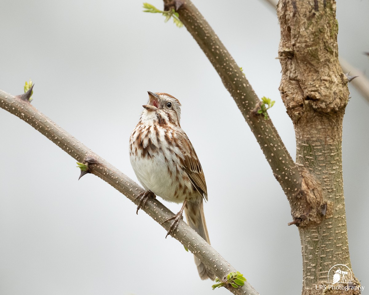 Song Sparrow - Laurie Pocher