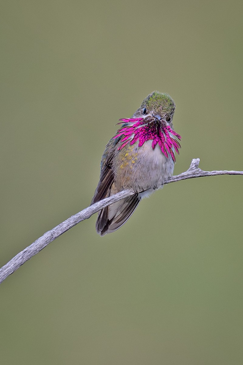 Calliope Hummingbird - Peggy Cadigan
