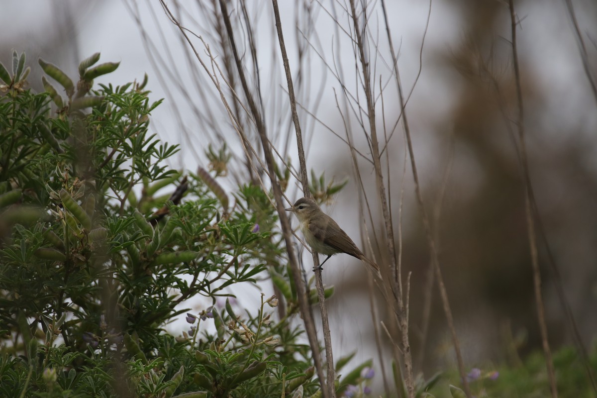 Warbling Vireo - Toby Fowler