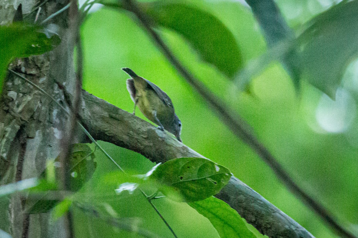 Plain Antvireo - Francisco Russo