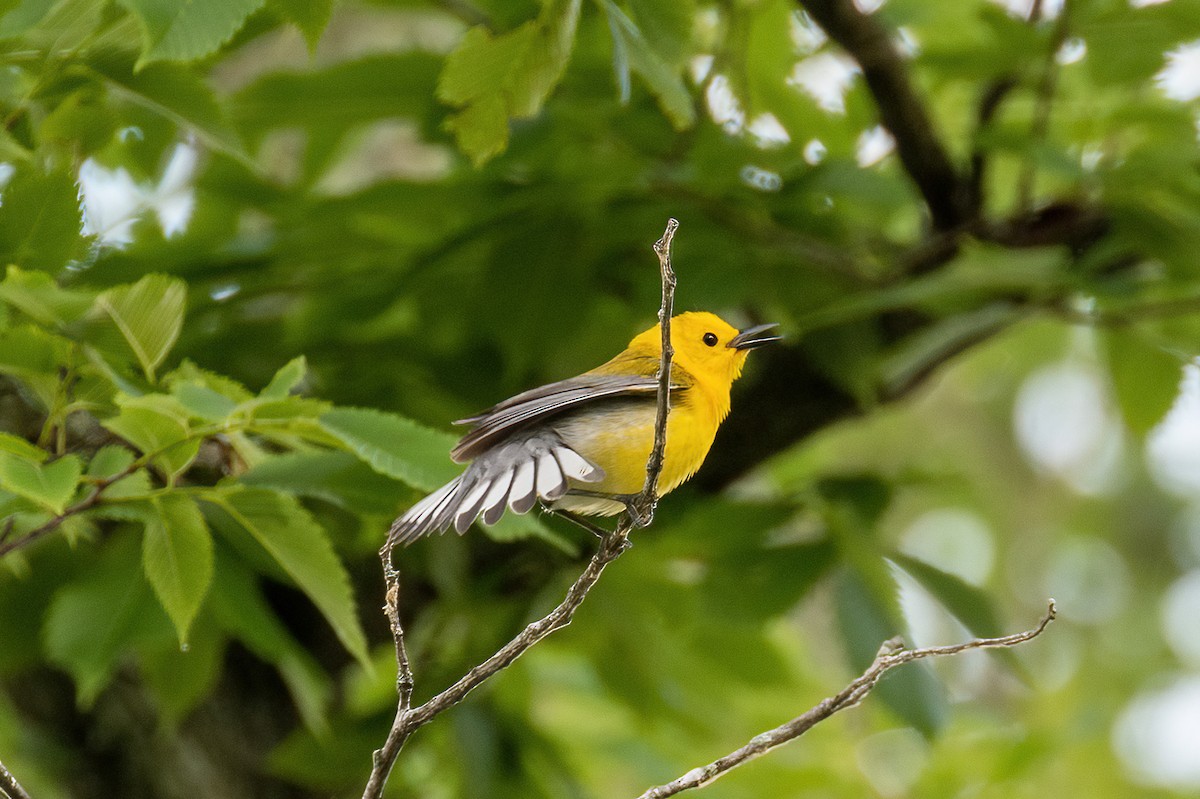Prothonotary Warbler - Ryan Hines