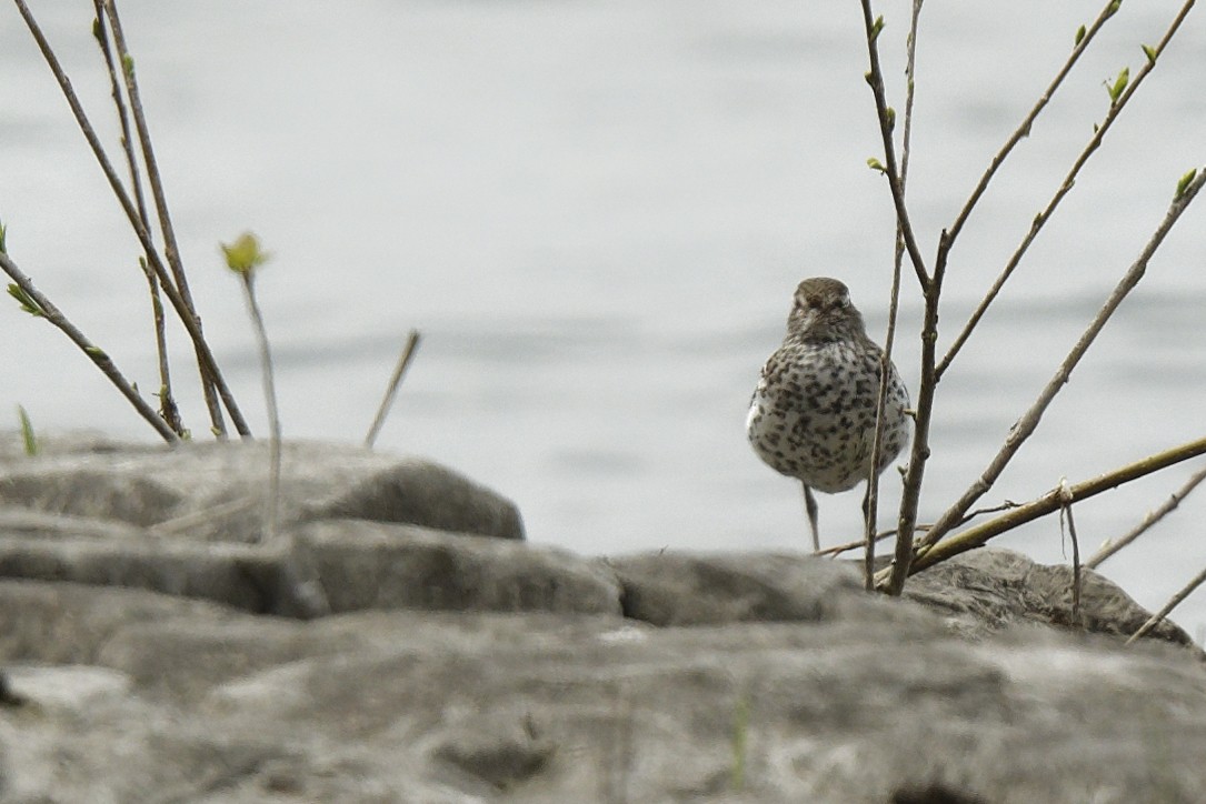 Spotted Sandpiper - Michel Letendre