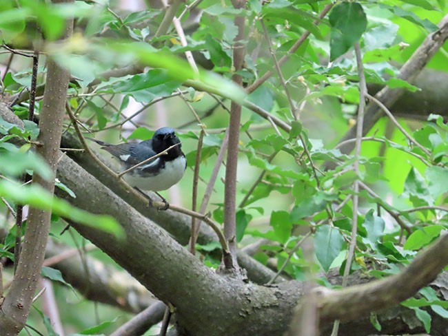 Black-throated Blue Warbler - Nancy Anderson