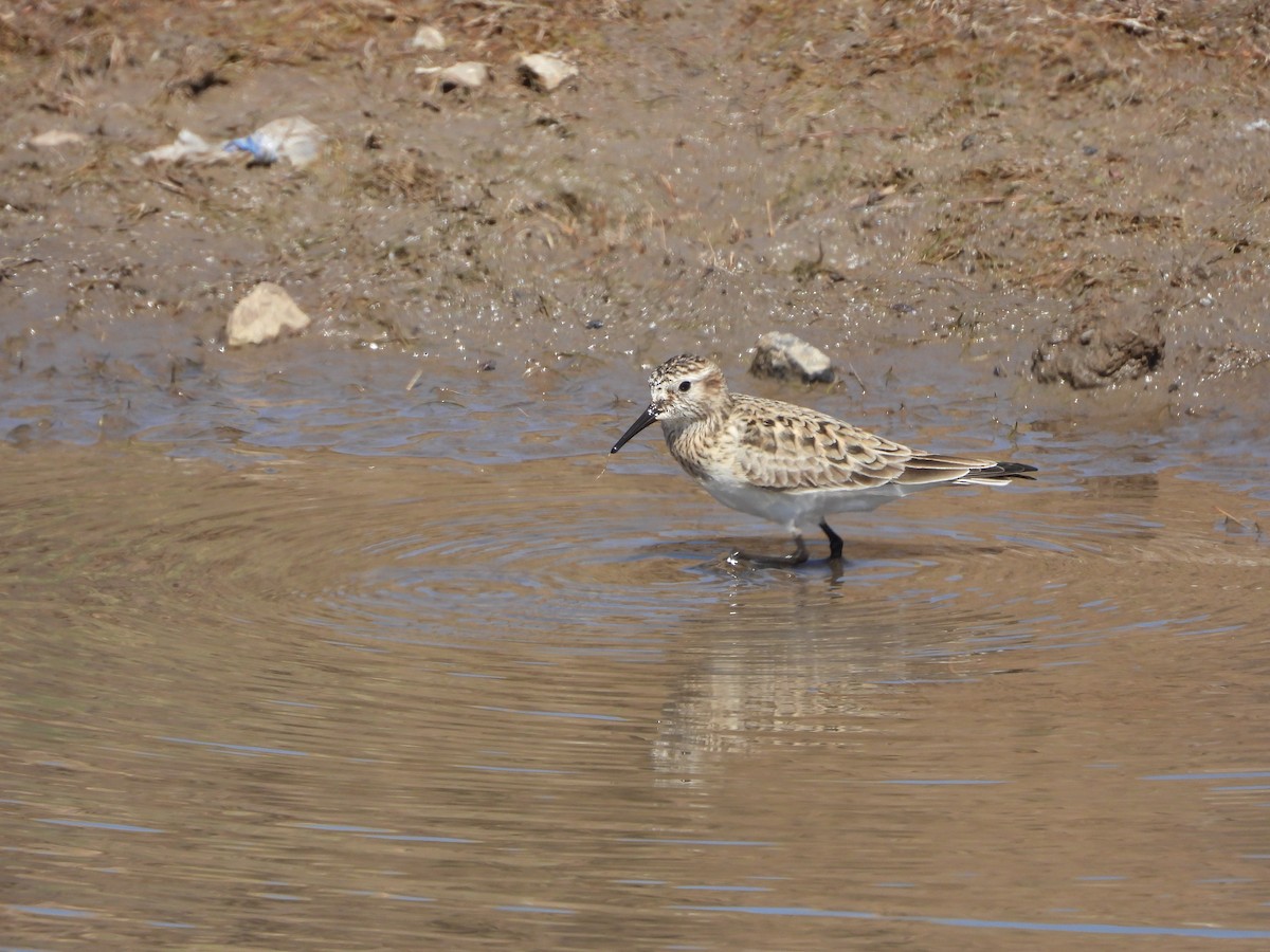 Baird's Sandpiper - Osvaldo Balderas San Miguel