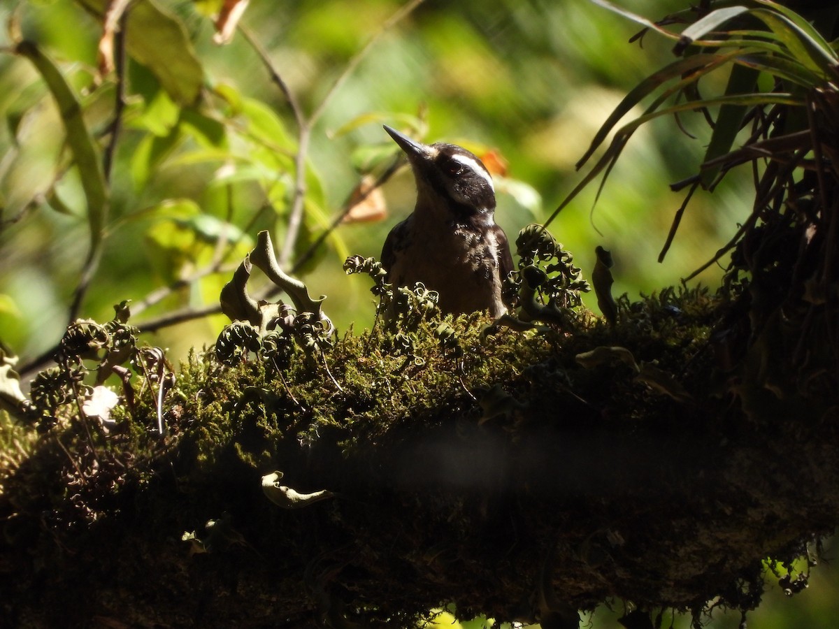 Hairy Woodpecker - Osvaldo Balderas San Miguel