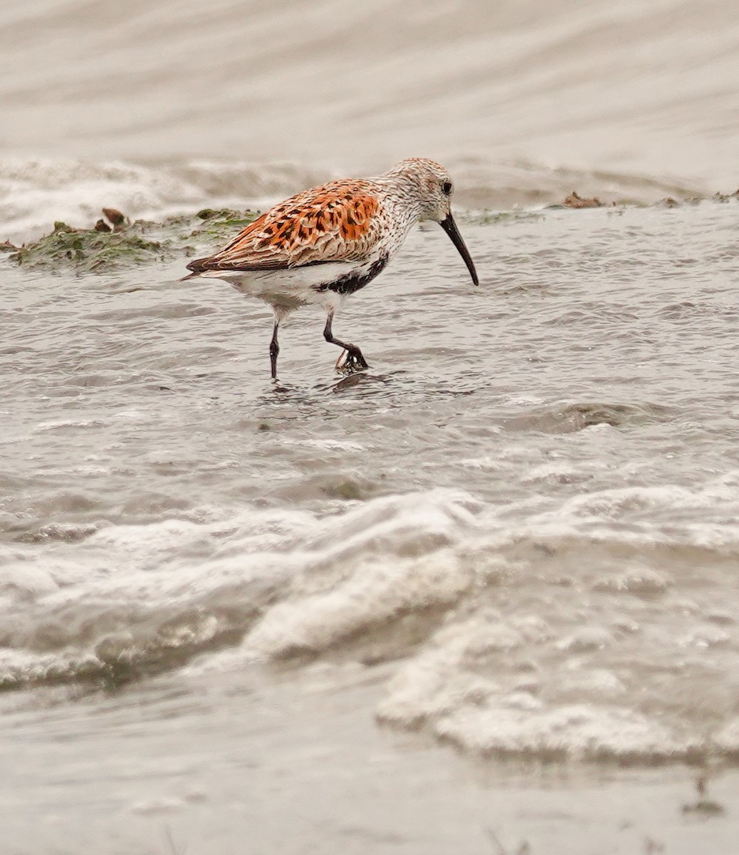 Dunlin - Kathleen Horn