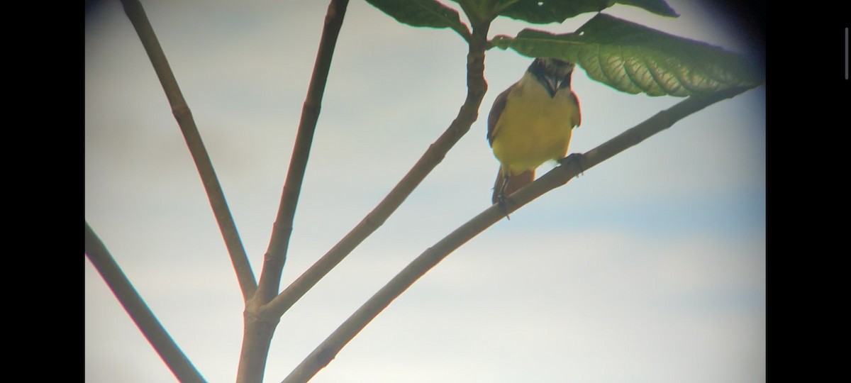 Boat-billed Flycatcher - Pablo César Calderón Aguirre